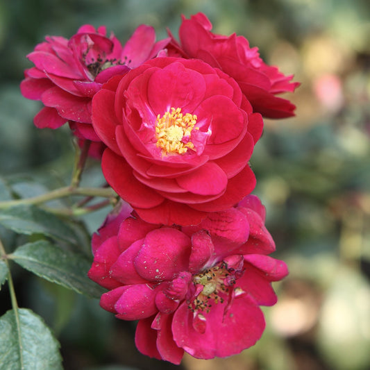 Starlet-Rose Lola ® - Rosa starlet-rose lola ® - Gartenpflanzen