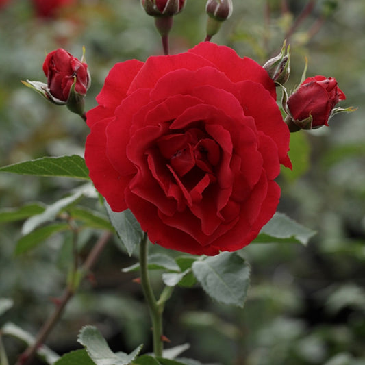Kletterrose Sympathie ® - Rosa Sympathie ® - Gartenpflanzen