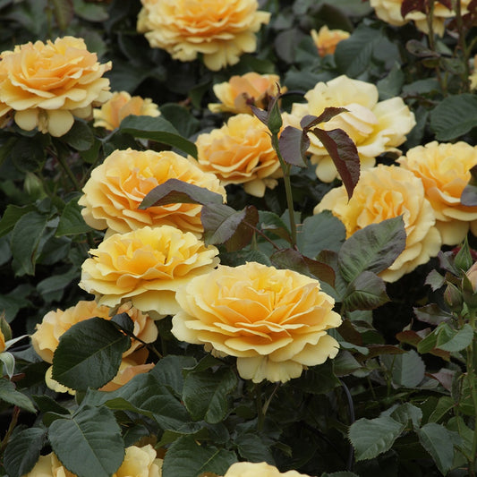 Beetrose Amber Queen ® - Rosa amber queen ® - Gartenpflanzen