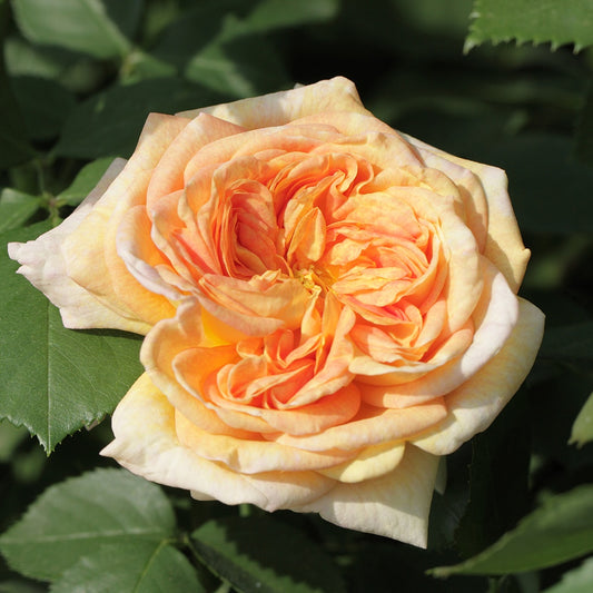 Kletterrose Alchymist - Bakker