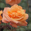 Kletterrose Orange Climber - Rosa orange climber - Gartenpflanzen