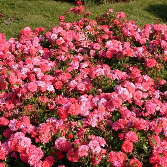 Rose Bonapart ® - Rosa Bonapart ® - Gartenpflanzen