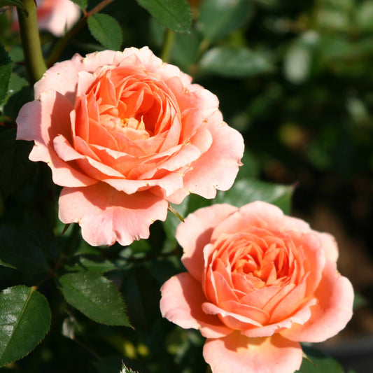 Rose Sweet Dream ® - Rosa sweet dream ® - Gartenpflanzen