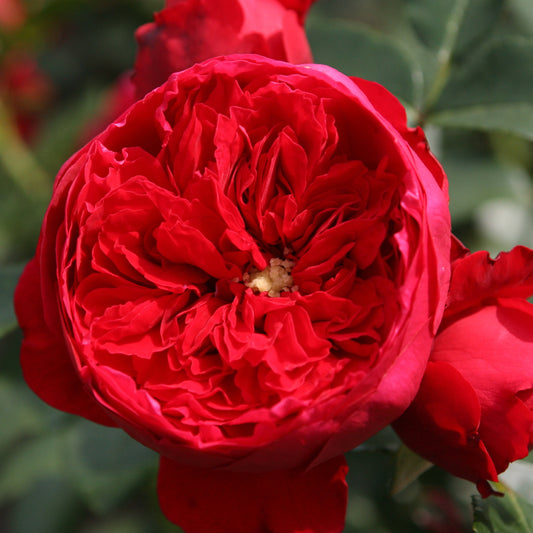Kletterrose Florentina ® - Bakker