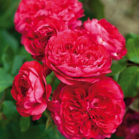 Rote Rose Leonardo Da Vinci® - Rosa Leonardo da Vinci ® - Gartenpflanzen