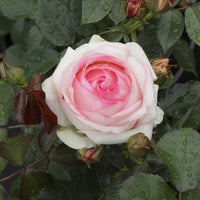 Kletterrosen (Pierre de Ronsard, Eden-Rose Rose 85, Eden-Rose C) - Rosa grimpant pierre de ronsard, rosa eden rose 85, rosa eden c - Gartenpflanzen