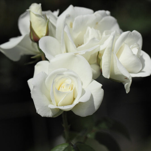 Strauchrose Schneewittchen® - Rosa iceberg®, rosa fée des neiges, rosa Schneewittchen - Gartenpflanzen