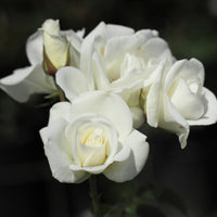 Strauchrose Schneewittchen® - Bakker