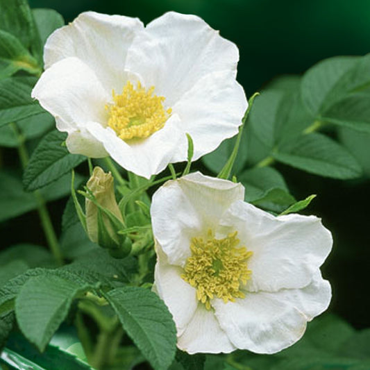 Weiße Apfelrose Alba - Rosa rugosa alba - Gartenpflanzen