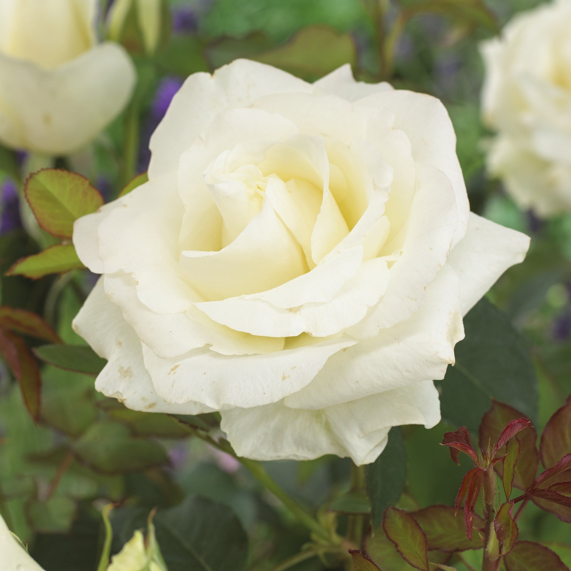 Annapurna ®-Rose - Rosa annapurna ® - Gartenpflanzen
