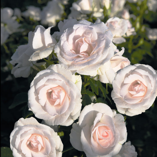 Aspirin Rose ® - Rosa Aspirin Rose ® - Gartenpflanzen