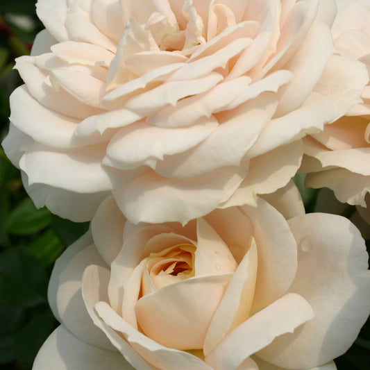 Beetrose Lions-Rose ® - Rosa Lions-Rose ® - Gartenpflanzen