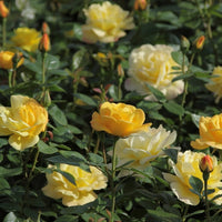 Rosa arthur bell - Beetrose 'Arthur Bell' - Strauchrosen