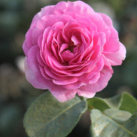 Rosa ozeana ® - Kletterrose 'Ozeana' - Kletterrosen