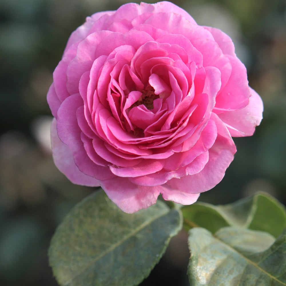 Rosa ozeana ® - Kletterrose 'Ozeana' - Kletterrosen