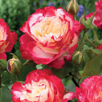 Strauchrose Double Delight - Rosa Double Delight - Gartenpflanzen