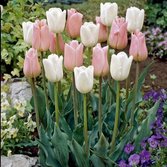 Freesien Gelb (x10) - Tulipa 'sweet candy' - Blumenzwiebeln