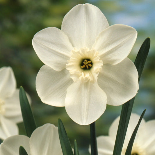 Mini-Narzissen Princess Zaide (x5) - Narcissus 'princess zaide' - Blumenzwiebeln