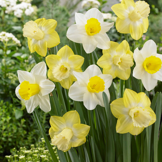 Narzissen mit großer Krone Mainstreet (x10) - Narcissus 'mainstreet' - Blumenzwiebeln