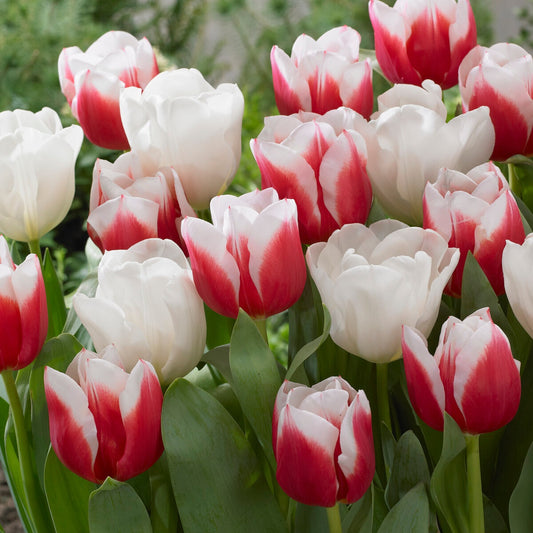 Mischung aus Tulpen Red Snow (x10) - Tulipa  'red snow' - Blumenzwiebeln