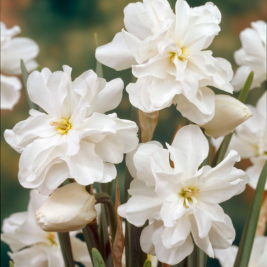 Narzissen Albus Plenus (x10) - Narcissus 'albus plenus' - Blumenzwiebeln
