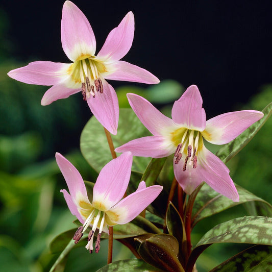 Purpurkönig-Erdbeere - Erythronium 'purple king' - Blumenzwiebeln