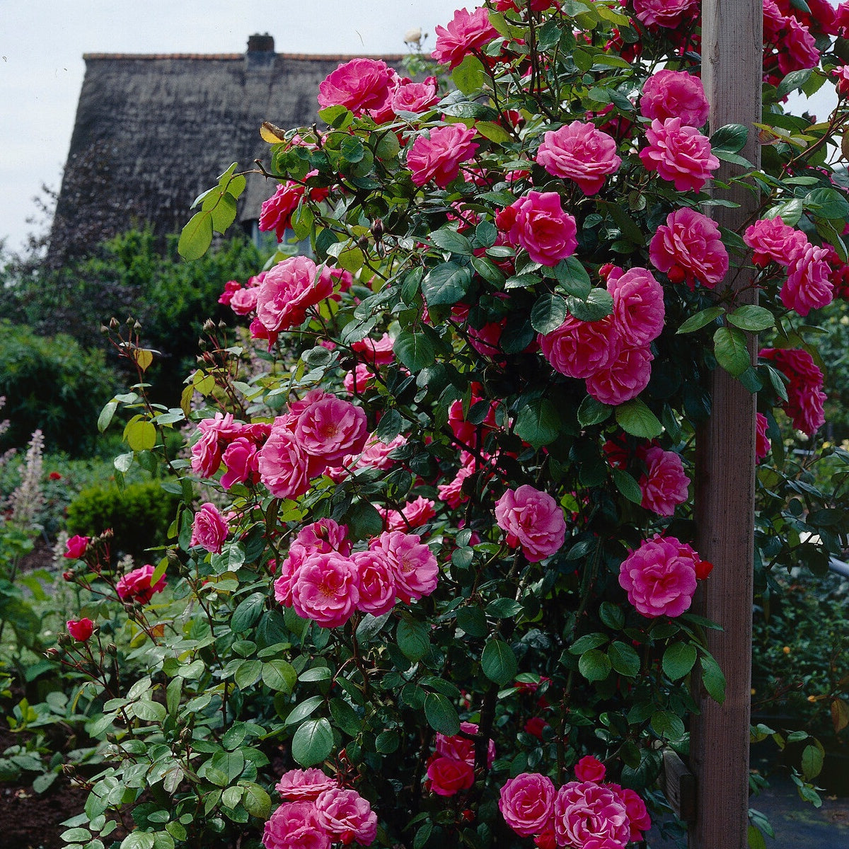 Rosa Kletterrose - Rosa - Gartenpflanzen