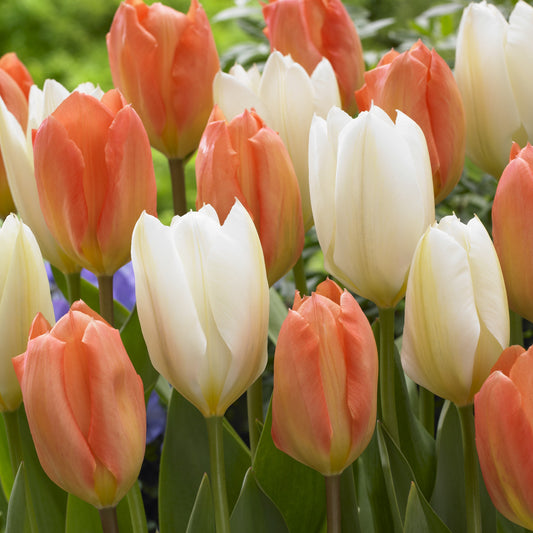 Mischung aus Tulpen Stockholm - Tulipa 'stockholm' - Blumenzwiebeln