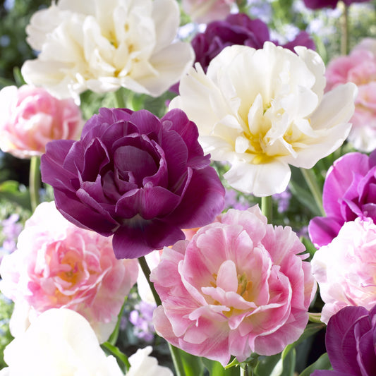 Mischung aus Tulpen Sensation - Tulipa 'sensation' - Blumenzwiebeln