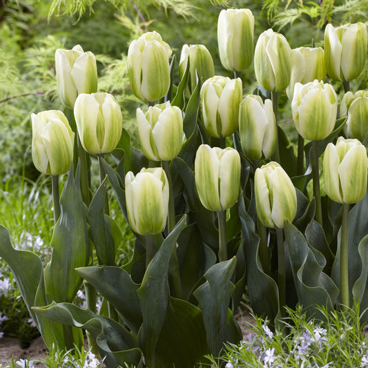 Triumph-Tulpen Green Spirit - Bakker