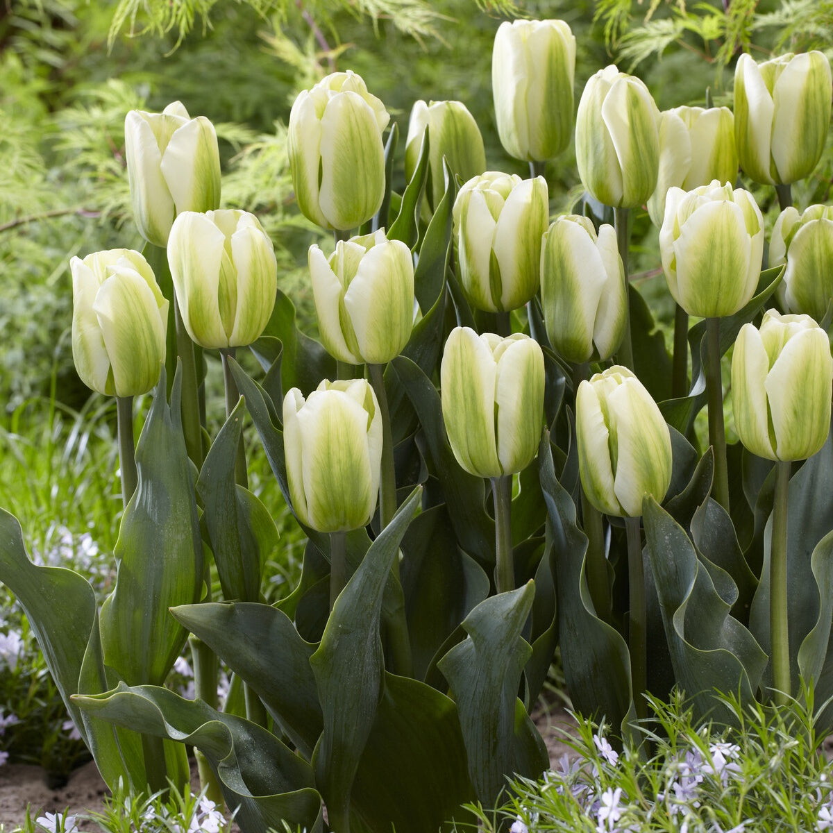 Triumph-Tulpen Green Spirit - Bakker