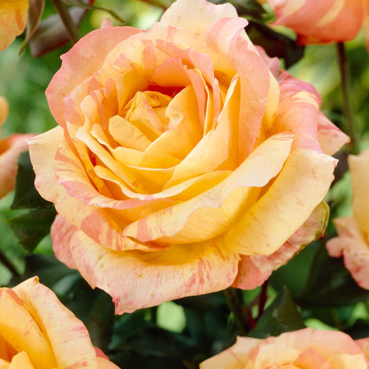 Rose André Willemse - Bakker