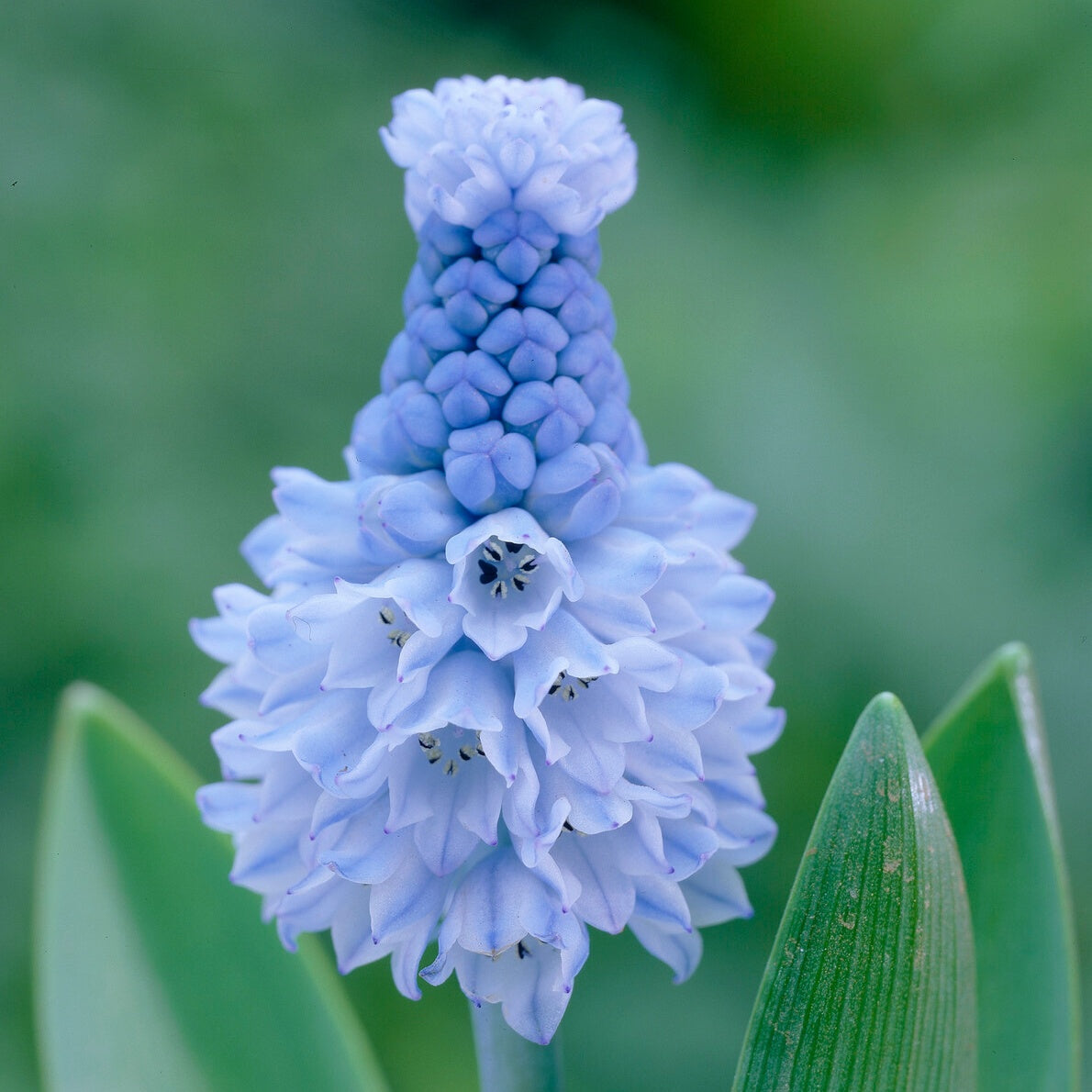 Traubenhyazinthen (x15) - Pseudomuscari azureum - Muscari