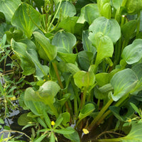 Gewöhnlicher Froschlöffel - Alisma plantago-aquatica - Teich