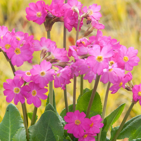 Rosen Schlüsselblume (x3) - Primula rosea grandiflora - Teichpflanzen