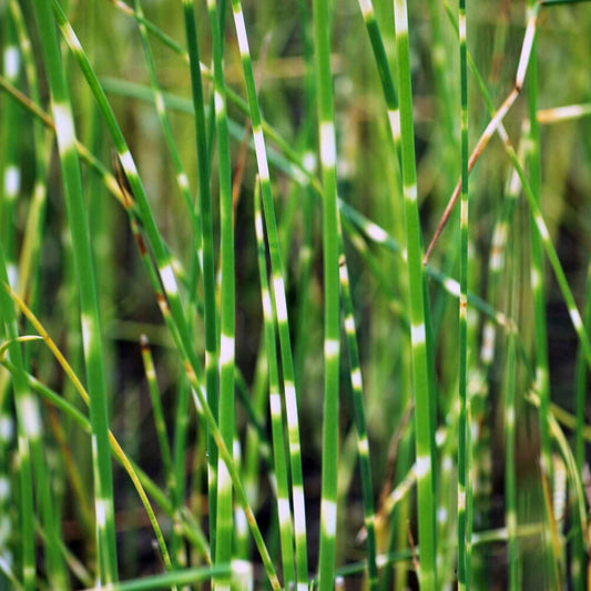 Zebra-Simse 'Zebrinus' - Bakker