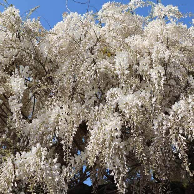 Verkauf Weißer Blauregen Alba auf Stamm - Wisteria sinensis alba