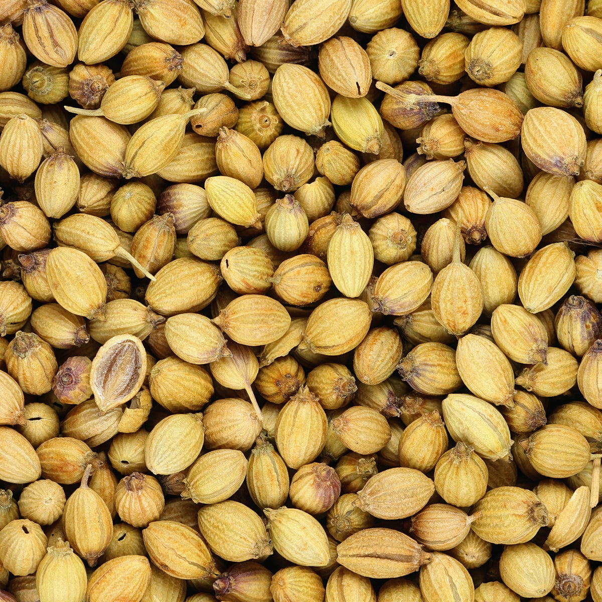 Koriander - Coriandrum sativum - Bakker