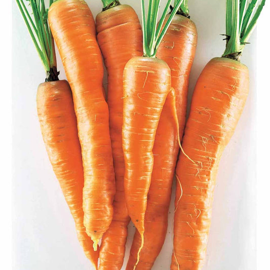 Tilques-Karotte - Bakker