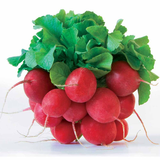 Radieschen Jolly - Bakker