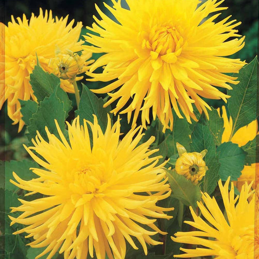 Kaktus Dahlie 'Yellow Happiness' (x3) - Bakker