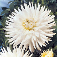 Dahlia White Happiness - Dahlien White Happiness (x3) - 