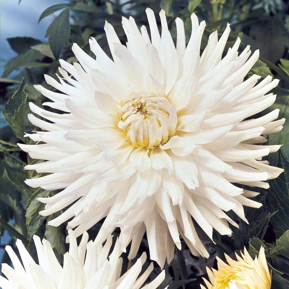 Dahlia White Happiness - Dahlien White Happiness (x3) - 