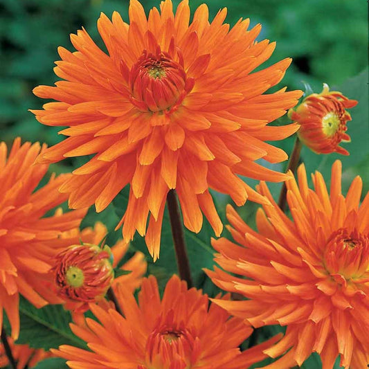 Kaktus Dahlie 'Vrouwe Jacob' (x3) - Bakker