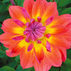 Dahlien Tricolore (x3) - Dahlia tricolore - Blumenzwiebeln Sommerblüher