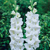 Gladiolen White Prosperity (x25) - Gladiolus white prosperity - Blumenzwiebeln