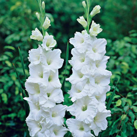 Gladiolen White Prosperity - Gladiolus white prosperity - Gladiolen