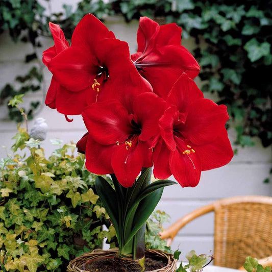 Amaryllis Valencia - Bakker