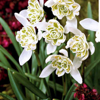 Doppeltes Schneeglöckchen (x10) - Galanthus nivalis flore pleno - Blumenzwiebeln Frühlingsblüher