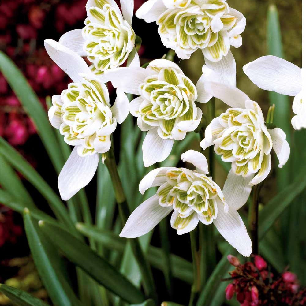 Doppeltes Schneeglöckchen (x10) - Galanthus nivalis flore pleno - Blumenzwiebeln Frühlingsblüher